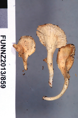 Cantharellus insignis