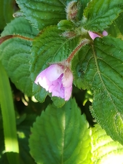 Impatiens sylvicola