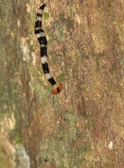 Diversibipalium rauchi