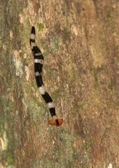 Diversibipalium rauchi