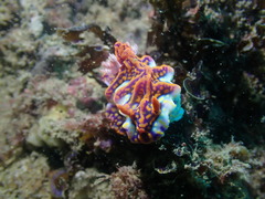 Miamira flavicostata