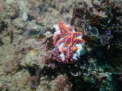 Miamira flavicostata