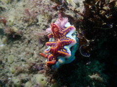 Miamira flavicostata