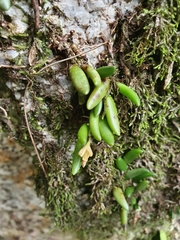 Dendrobium lichenastrum