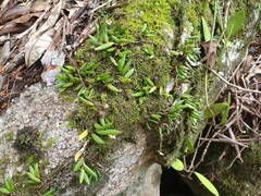 Dendrobium lichenastrum