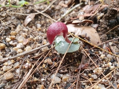 Corybas cerasinus