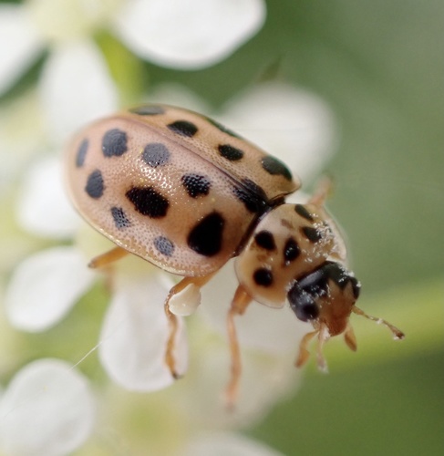 Water Ladybird, photo 9 of 9