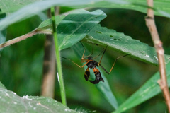 Pselliophora flavibasis