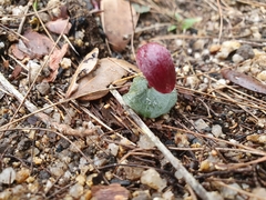 Corybas cerasinus