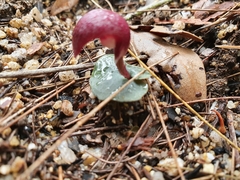 Corybas cerasinus