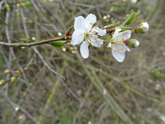Prunus