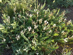 Astragalus polygala