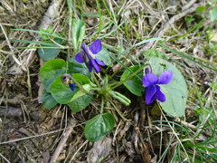 Viola odorata