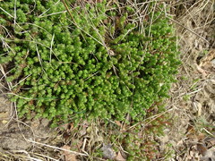 Sedum acre