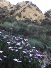 Linanthus californicus