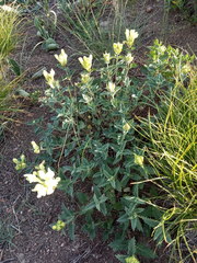 Scutellaria caucasica