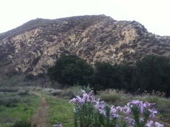 Linanthus californicus