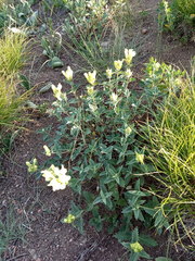 Scutellaria caucasica