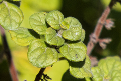 Clinopodium chandleri