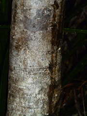 Nestegis montana