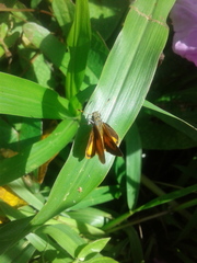 Choranthus vitellius