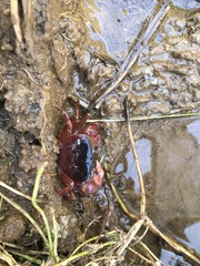 Geothelphusa dehaani