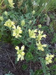 Scutellaria caucasica