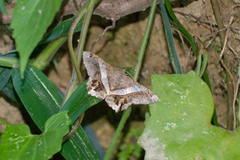 Chiasmia nora