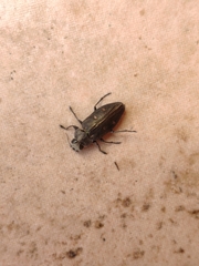 Chrysobothris affinis