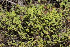 Clinopodium chandleri