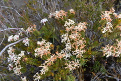 Pimelea buxifolia