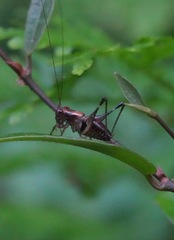 Lipotactes maculatus