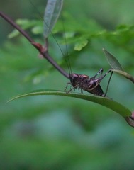 Lipotactes maculatus