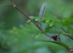 Lipotactes maculatus