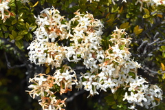 Pimelea buxifolia