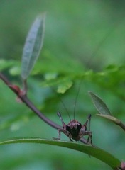 Lipotactes maculatus