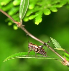 Lipotactes maculatus