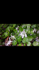 Plectranthus verticillatus