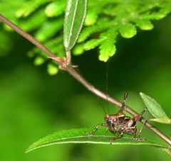 Lipotactes maculatus