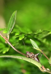Lipotactes maculatus