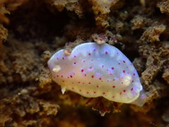 Goniobranchus thompsoni