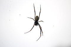 Nephila tetragnathoides