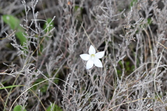 Wahlenbergia pygmaea