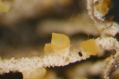 Neobarya agaricicola