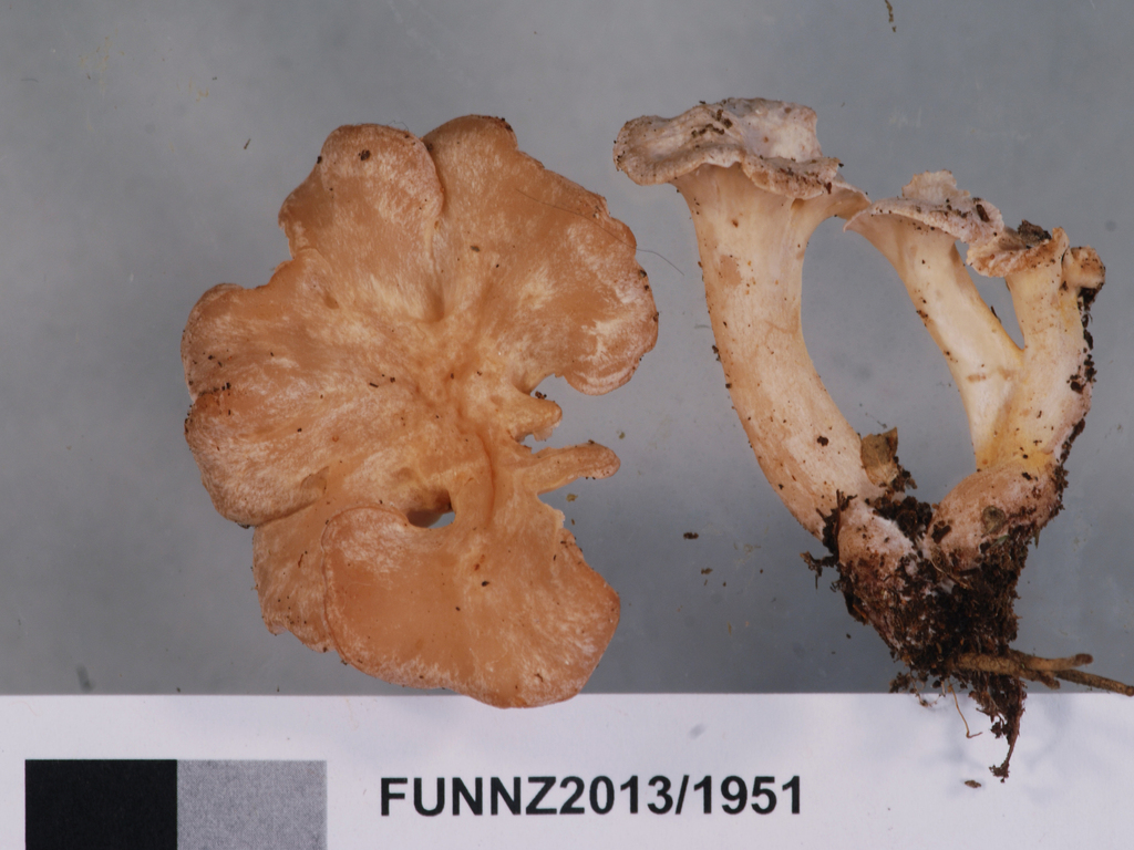 Gloeocantharellus novae-zelandiae