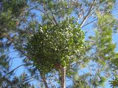 Muellerina celastroides
