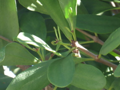 Muellerina celastroides
