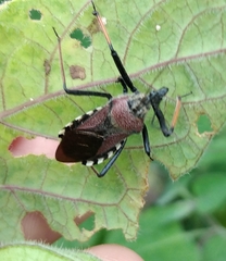 Rhynocoris erythrocnemis