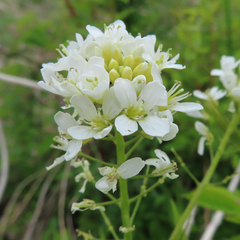 Cardamine leucantha