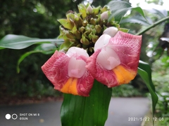 Costus lucanusianus